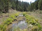 Wetland in Canyon de Chelly National Monument.