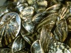 Non-native zebra mussel (Dreissena polymophia)