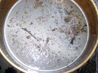 Aquatic macroinvertebrate sample