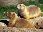 Black-tailed prairie dogs