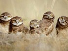 Burrowing owls