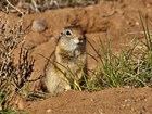 Gunnison's prairie dog