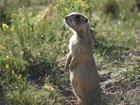 Prairie dog