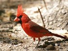 Northern cardinal