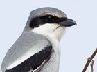 Loggerhead Shrike