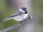 Mountain Chickadee