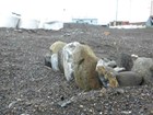 small pile of rocks on a gravel beach