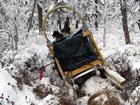 a sled and dog team in a forest with thin snow cover on the ground
