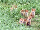 eight red foxes sitting together in tall grass