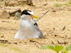 Interior least tern, a white and gray bird with a black mask, and a long yellow beak