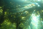 kelp forest