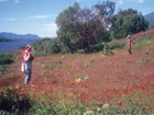 man stands in a red field