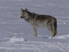 Wolf in Voyageurs National Park. NPS photo/Josh Sayers and Danielle Ethier