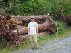 Intern standing in front of log pile