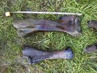 several dark colored bones laid on the ground