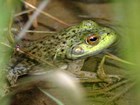 An invasive bullfrog