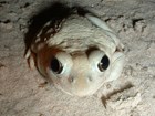 Plains spadefoot toad, by Dan Moen
