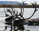 two bull caribou swimming through a river