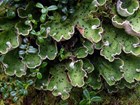 closeup of green colored lichen 