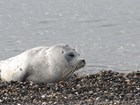seal along the coast