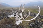 Caribou skulls in an Arctic valley