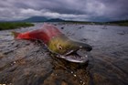 A spawning salmon struggles to get back into the water.
