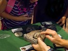fossil display and touch table
