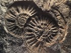 ammonite fossils