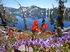Wildflowers in Crater Lake National Park