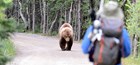 A hiker has an encounter with a grizzly bear. 