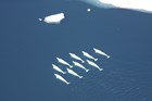 Beluga whale pod migrating in the Arctic Sea.