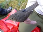 A thrush fitted with a geolocator 