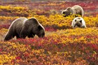 Grizzly bear among fall colors in Denali NP & Pres