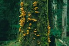 “Chicken of the woods” fungi on a tree