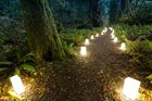 Candlelight walk in redwood forest