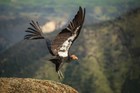 Condor flying over Condor Gulch