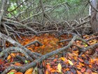 Tangled mangrove roots with brown and orange wet leaves 