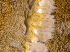Close-up image of yellow, brown and white bacteria in a thermal pool