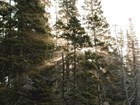 Light shines through a spruce forest