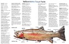 A painting of a cutthroat trout with facts listed.