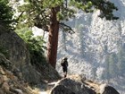 hiker in sequoia