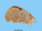 3d model of bat skull