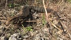 Tegu in Everglades National Park