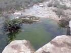 A pool of water with algae and surrounding overflow with vegetation.