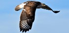 a hawk flies with its wings spread out and shoulders hunched