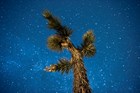 A Joshua Tree under the night sky