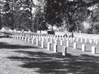 rows of military headstones with a backdrop of trees