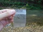 A small, clear bag holding a tiny dragonfly larva.