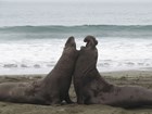 Two male elephant seals rear up and push against each other while sparring on the beach.