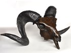 A ram's skull sculpture with cast iron horns